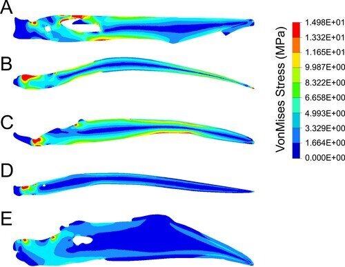 Figure 4. The first test of jaw strength in a dinosaur-era bird. Miller, Pittman and colleagues find the jaw of the early beaked bird Confuciusornis (A) more closely resembles the weak jaw of a living insect-eating bird (B) and plant-eating bird (C) than the stronger jaws of a living fish-eating bird (D) or seed-eating bird (E). Image credit: Case Vincent Miller.